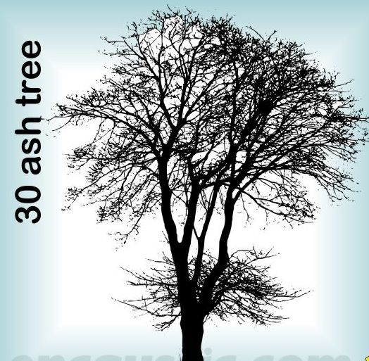 Rubber Stamp Ash Tree ~NEW~ Rubber Stamp Ash Tree ~NEW~